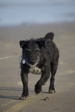 Jasmine on the beach